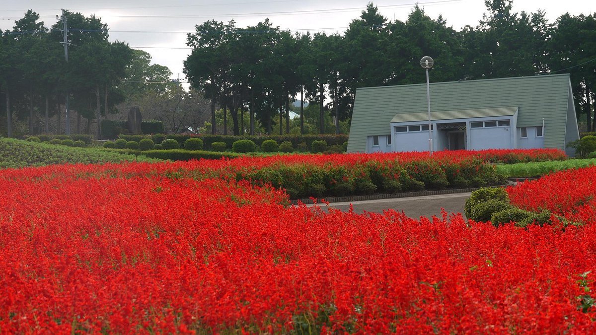 🌸 아리아케노모리 플라워 공원(有明の森フラワー公園)